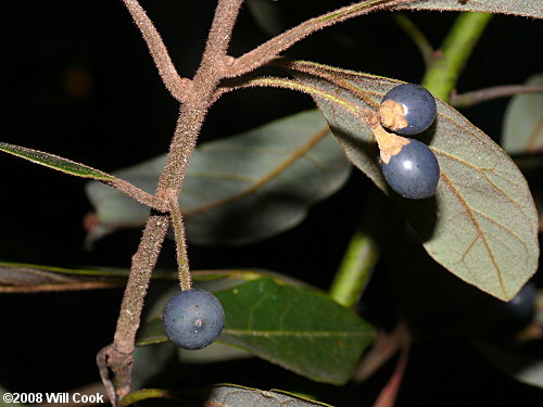 Swamp Bay (Persea palustris) fruits