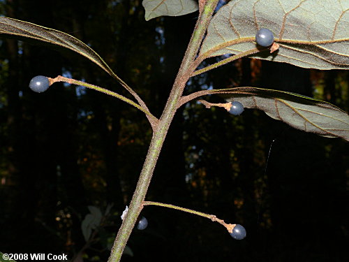 Swamp Bay (Persea palustris) fruits