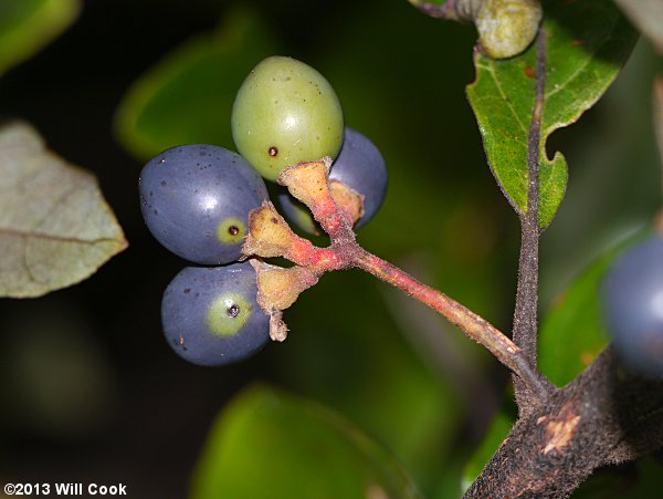 Swamp Bay (Persea palustris) fruits