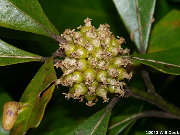 Swamp Bay (Persea palustris) gall