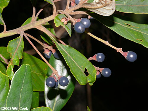 Swamp Bay (Persea palustris) fruits