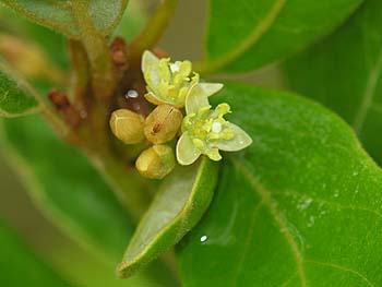 Swamp Bay (Persea palustris)