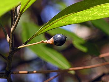 Swamp Bay (Persea palustris) fruits