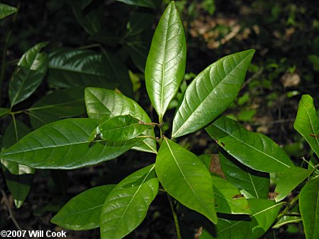 Swamp Bay (Persea palustris)