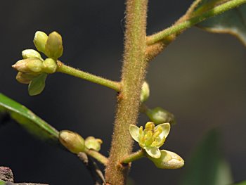 Swamp Bay (Persea palustris)