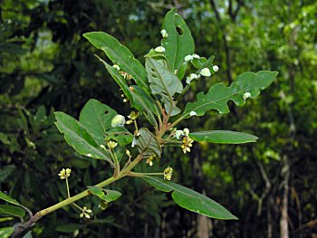 Swamp Bay (Persea palustris)