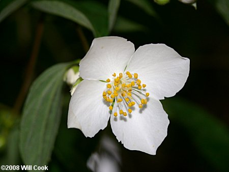 European Mock-Orange (Philadelphus coronarius) flower