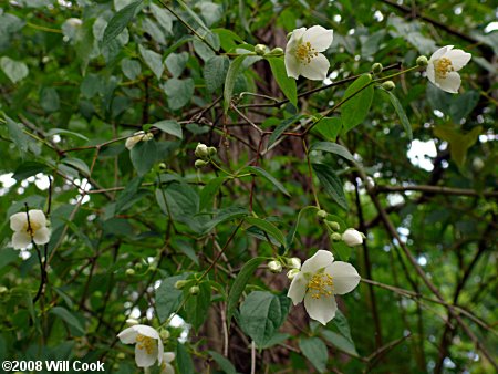 European Mock-Orange (Philadelphus coronarius)