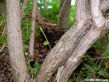 European Mock-Orange (Philadelphus coronarius) bark