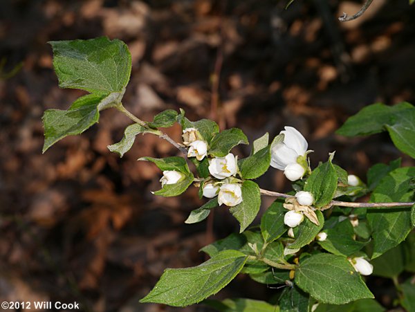 Hairy Mock-Orange (Philadelphus hirsutus)