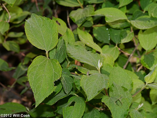 Hairy Mock-Orange (Philadelphus hirsutus)