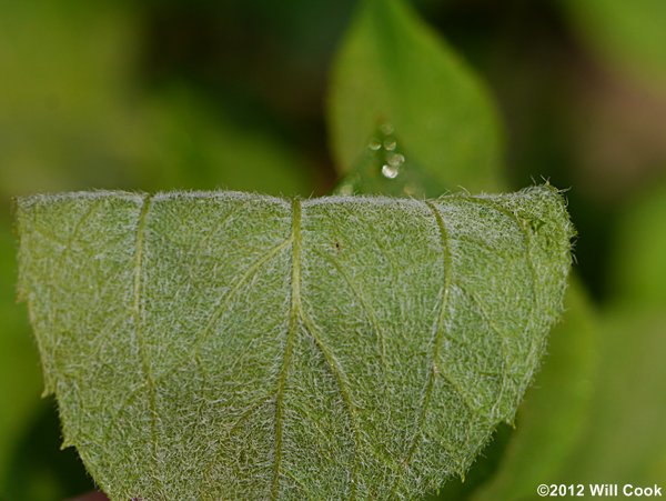 Hairy Mock-Orange (Philadelphus hirsutus)