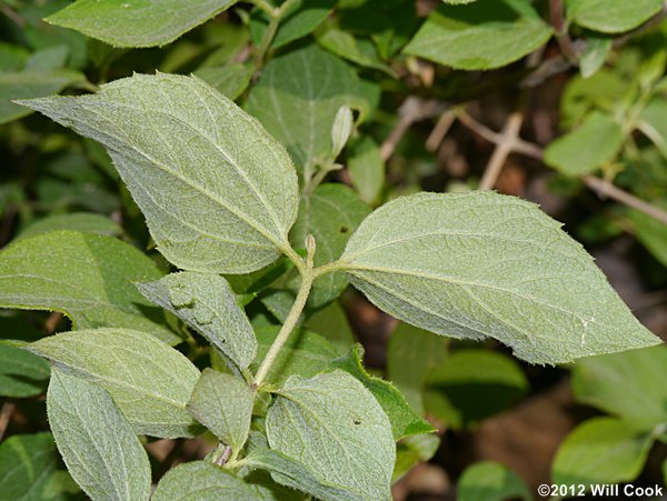 Hairy Mock-Orange (Philadelphus hirsutus)