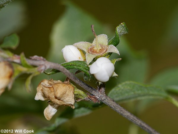 Hairy Mock-Orange (Philadelphus hirsutus)