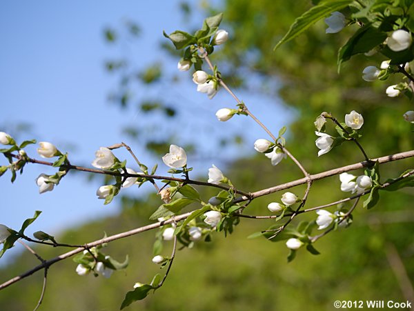 Hairy Mock-Orange (Philadelphus hirsutus)