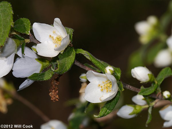 Hairy Mock-Orange (Philadelphus hirsutus)