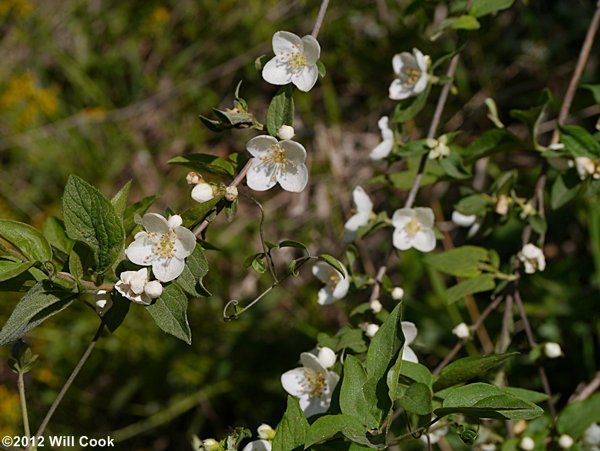 Hairy Mock-Orange (Philadelphus hirsutus)