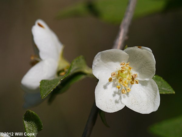 Hairy Mock-Orange (Philadelphus hirsutus)