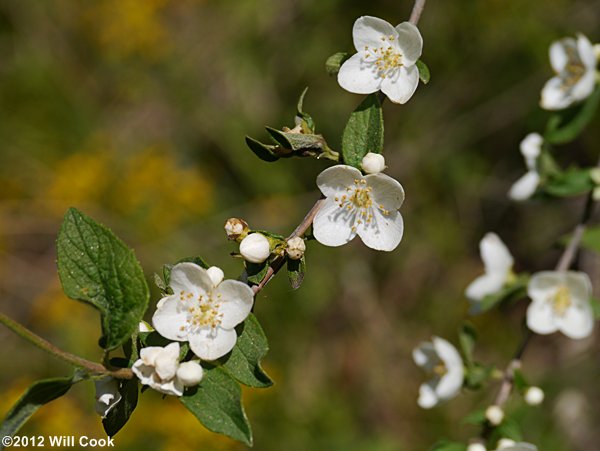 Hairy Mock-Orange (Philadelphus hirsutus)