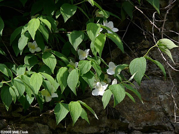 Hairy Mock-Orange (Philadelphus hirsutus)