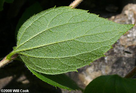 Hairy Mock-Orange (Philadelphus hirsutus)