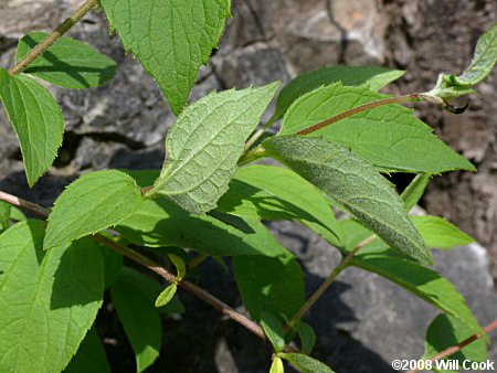 Hairy Mock-Orange (Philadelphus hirsutus)