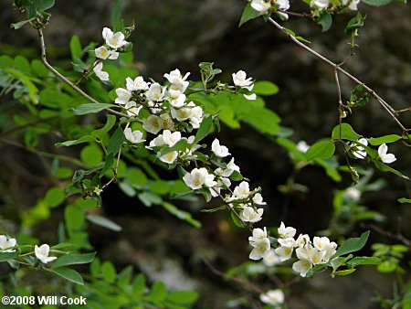 Hairy Mock-Orange (Philadelphus hirsutus)