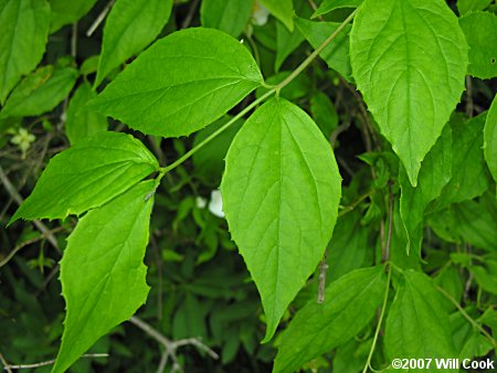 Scentless Mock-Orange (Philadelphus inodorus) leaves