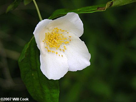 Scentless Mock-Orange (Philadelphus inodorus) flower