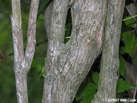 Scentless Mock-Orange (Philadelphus inodorus) bark