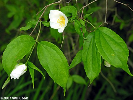 Scentless Mock-Orange (Philadelphus inodorus) flowers