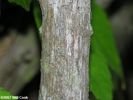 Scentless Mock-Orange (Philadelphus inodorus) bark