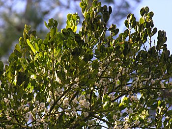 Oak Mistletoe (Phoradendron leucarpum)