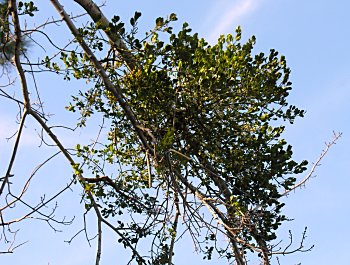 Oak Mistletoe (Phoradendron leucarpum)