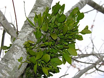 Oak Mistletoe (Phoradendron leucarpum)