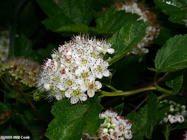 Eastern Ninebark (Physocarpus opulifolius)