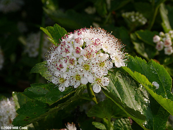 Eastern Ninebark (Physocarpus opulifolius)