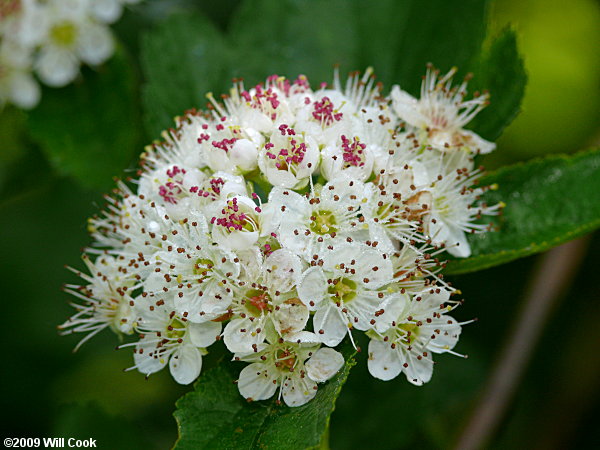 Eastern Ninebark (Physocarpus opulifolius)