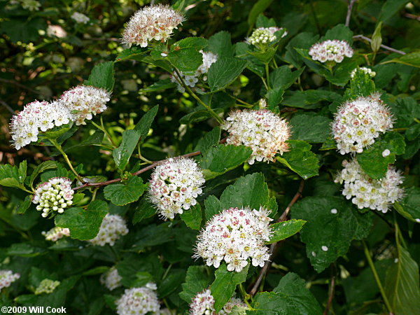 Eastern Ninebark (Physocarpus opulifolius)