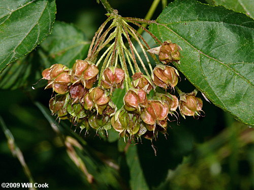 Eastern Ninebark (Physocarpus opulifolius)