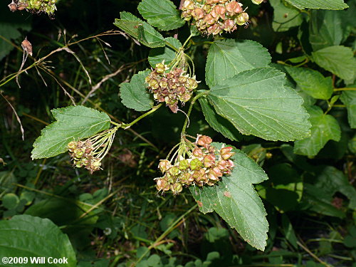 Eastern Ninebark (Physocarpus opulifolius)