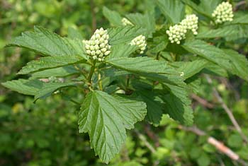 Eastern Ninebark (Physocarpus opulifolius)