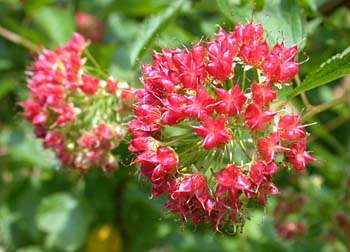 Eastern Ninebark (Physocarpus opulifolius)