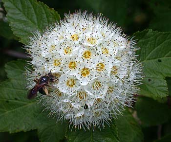 Eastern Ninebark (Physocarpus opulifolius)