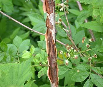 Eastern Ninebark (Physocarpus opulifolius) bark
