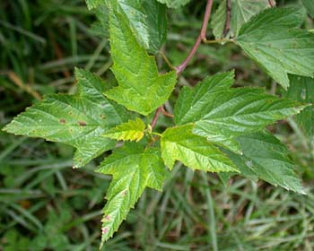 Eastern Ninebark (Physocarpus opulifolius)