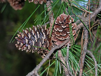 Shortleaf Pine (Pinus echinata)