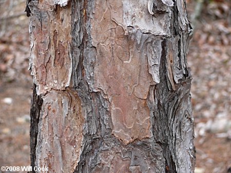 Shortleaf Pine (Pinus echinata) bark