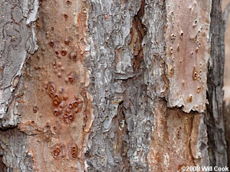 Shortleaf Pine (Pinus echinata) resin wells