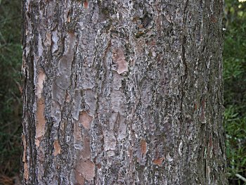 Slash Pine (Pinus elliottii) bark
